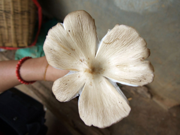 【太阳成官网】惠金河务局加强新植树木的后期管理(图1) 太阳成集团tyc